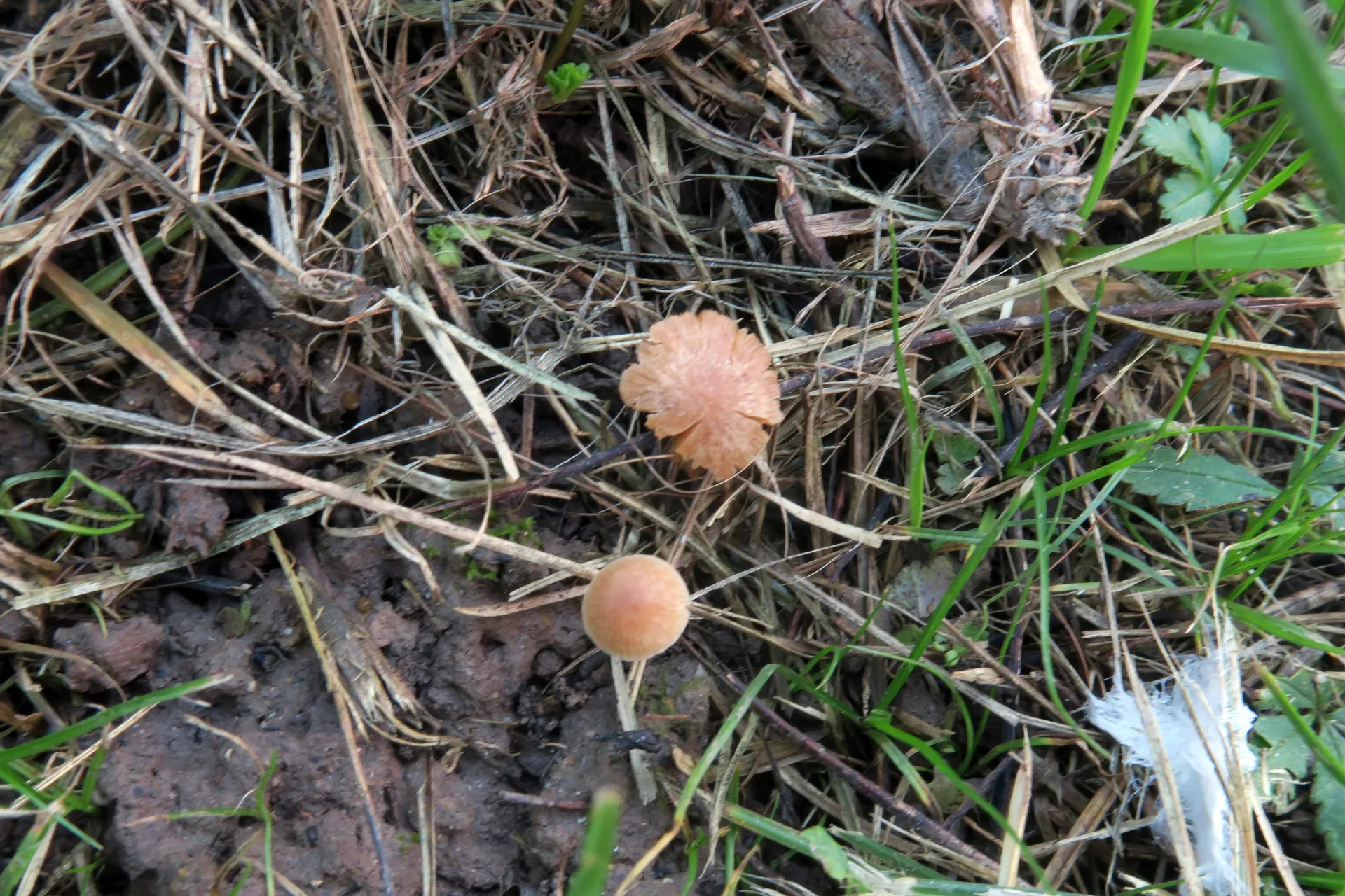 Conocybe mairei - 1 - IMG_2536